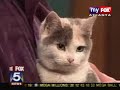 pet of the day (my new kitty)