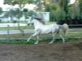 ANDALUSIAN STALLION CONSUL