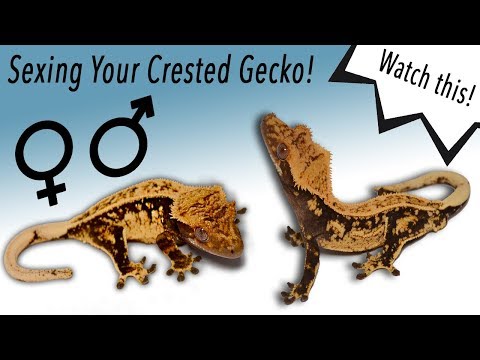 YouTube reptile video