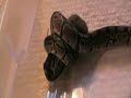 Ball Python EATING A MOUSE Ball Python EATING A MOUSE