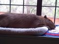 Capybara Bark
