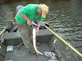 tommy hooks and lands (using a boga grip) a muskie on a fly!