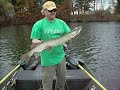 tommy hooks and lands (using a boga grip) a muskie on a fly!