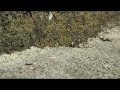 marching ANTS