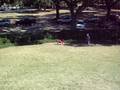 videos de Rascal rolling down the LSU Indian Mounds