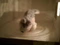 webkinz in the microwave