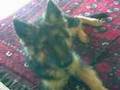 Sheki my german shepherd dog