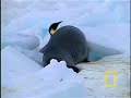 Join Wild Chronicles and National Geographic's Crittercam® team in Cape Washington as they deploy special cameras to reveal how emperor penguins travel vast distances to feed -- and then run a dangerous gauntlet back to their chicks. It takes well-honed skills to survive Antarctica's frigid waters, jagged ice fields and hungry leopard seals.
