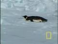 Crittercam: Emperor Penguins Feeding