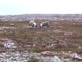 Caribou Fight