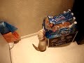 cat-vs-ferret.html