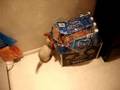 Cat vs ferret