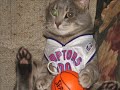 Raptors Canada - Unbelievable cat Raptors Canada - Unbelievable cat