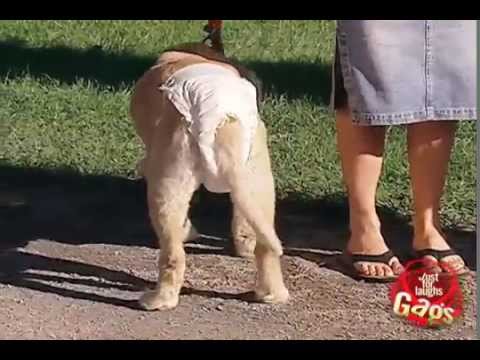 Mandatory Dog Nappies