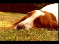 Somos pelos c�es (pedigree)