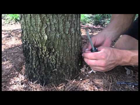 how to fertilize red oak trees