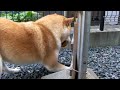 ほめ日記