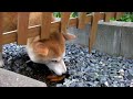ほめ日記