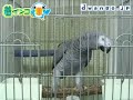 着インコ - オウム