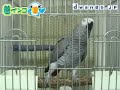 着インコ - オウム