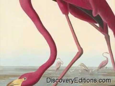 Large Pink UFO Identified in Florida ...