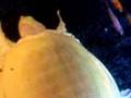 albino  soft shell turtle