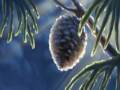 There is Life (English)