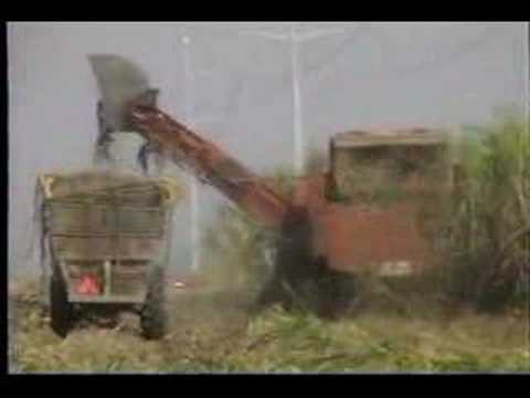 2 Row Sugar Cane Combine