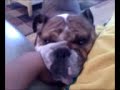 english bullgod crying