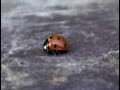 Lady Bug