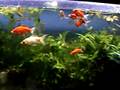 Dallas Watonia babies 11/23/2008