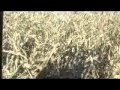 DragoTec Corn Heads: 2008 Performance Testimonials #7