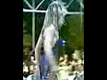 NERICO SHOW TINA TURNER