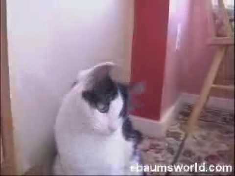 acidburnben - This has to be one of the funniest videos i have ever witnessed in my life, this cat is hardcore!!!
