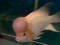 KF0713: 8\"GIANT HEAD ORANGE KAMFA -www.aquaticwonderland.com KF0713: 8\"GIANT HEAD ORANGE KAMFA -www.aquaticwonderland.com