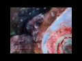 Click here to watch this video _,,enlightenment.._ An Art that Answers and Soothes..2012.mp4