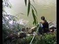 aqui su colega cangry pescando su primera carpa en la ribera de cordoba, españa, la verdad es una bonita y guena pieza para ser la primera, mirenla por si mismos ajaja saludos tio, (es el rio guadalquivir)