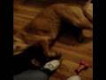 videos de PENNY!