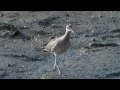 蟹を食べるチュウシャクシギ Whimbrel that eats crab