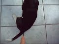 D�siges Ding