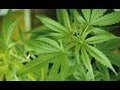 Why Does Taxing Pot Make So Much Sense?