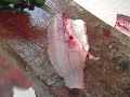 How to fillet a walleye