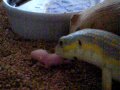 awesome lizard devours mouse !