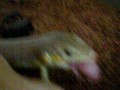 Awesome Lizard Devours Mouse !