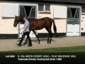2009 Bay Filly by GREEN DESERT ex PLAY BOUZOUKI