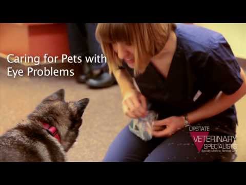 how to treat glaucoma in dogs