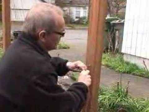 how to espalier an apple tree