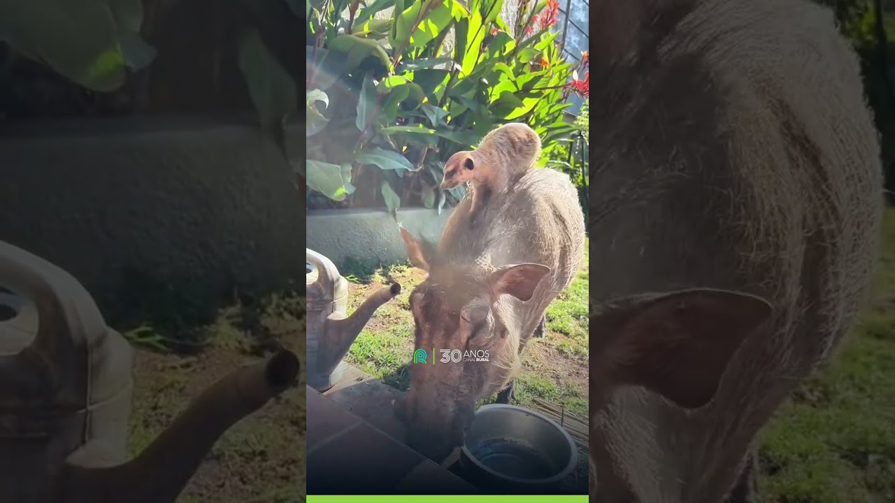 “Timão e Pumba” da vida real?