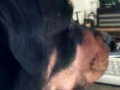 Rottweiler Addicted to YouTube.