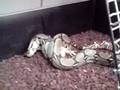 videos de boa constrictor del vampi comiendo perdicez